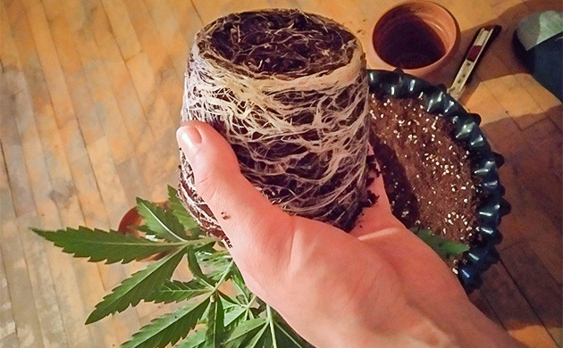 Пересадка в горшок AirPot Корневая система на третьей неделе