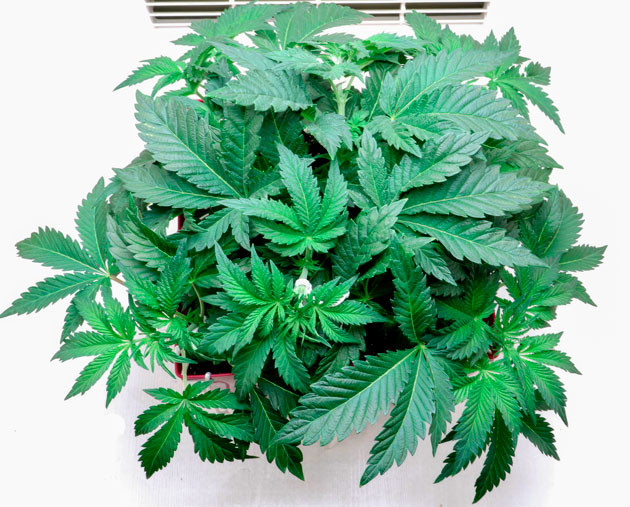 4 неделя выращивания сорта Girl Scout Cookies 