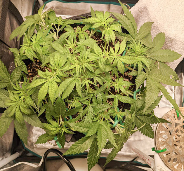 Питание и рост растений Bruce Banner Auto Обрезка листьев Bruce Banner Auto