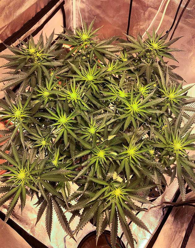 Новые условия в новой палатке: изменения в микроклимате для Wedding Gelato Микроклимат в новой палатке: температура, влажность и освещение