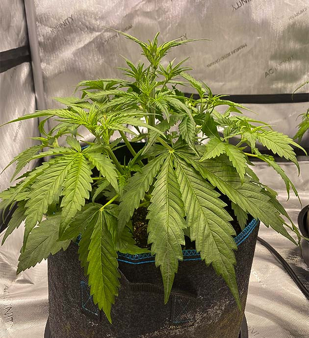 Использование системы автополива на 4 неделе Куст ростом 28 см на 4 неделе выращивания