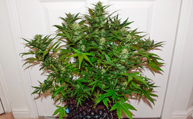 Использование техники LST Рост 53 см