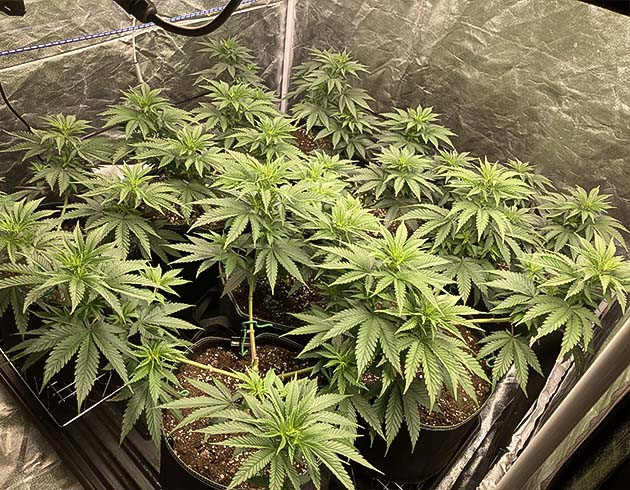 Кусты Liberty Haze в горшках Куст Liberty Haze на 6 неделе выращивания