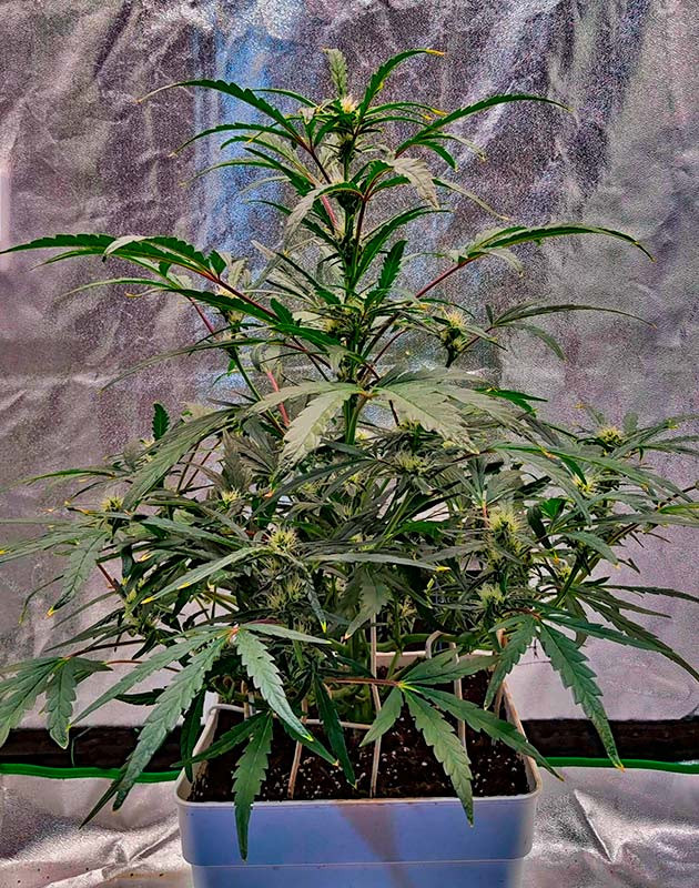 Повторная дефолиация конопли 6 неделя роста куста Strawberry Gorilla Auto