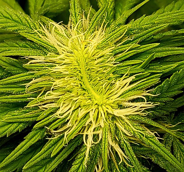 Проявление полиплоидии Странная форма соцветия Power Plant X