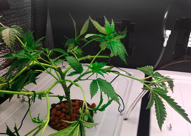 Дефолиация и LST Использование метода LST