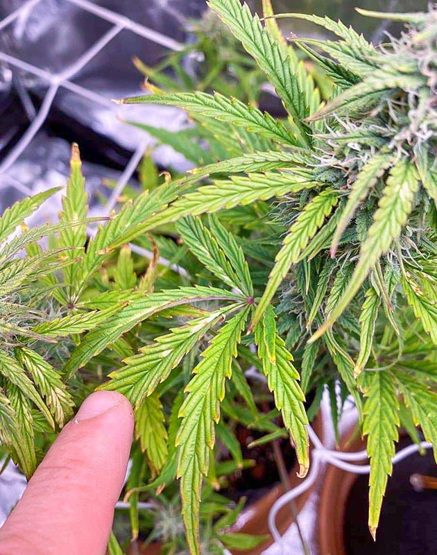 Регулировка света для Wedding Cake Auto Сравнение роста двух сортов автоцветов