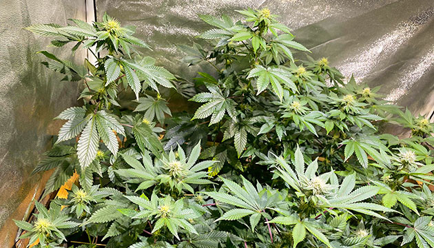 Цветение конопли Начало цветения на 13 неделе выращивания