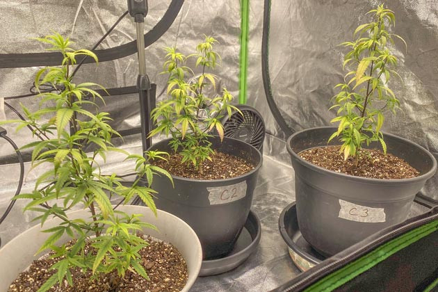 Проблемы с питанием Blueberry Muffin Blueberry Muffin: корректировка подкормки