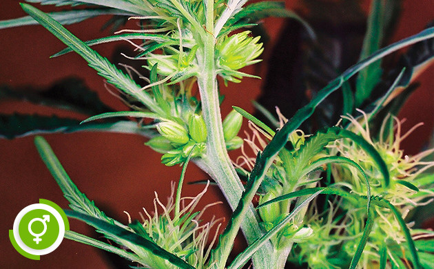 Конопля гермафродит Мужские и женские признаки на кусте