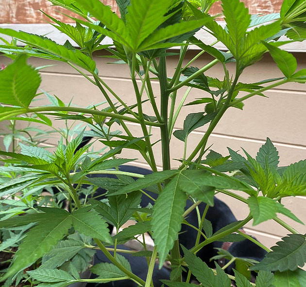 Проблемы развития куста Golosa Стресс куста Голоса