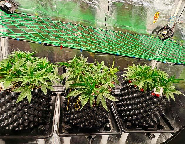 ScrOG и удобрения для марихуаны Кусты Gorilla Cookies Auto на 4 неделе развития