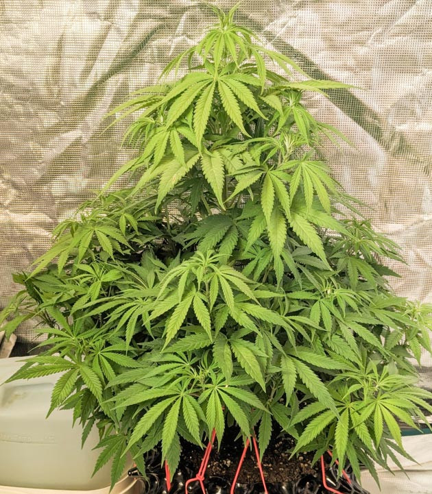 Полив и переход на цветение Zoap: режим 12/12