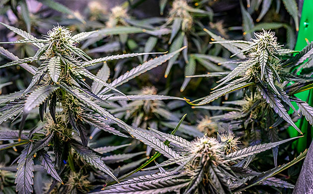 Растение Wedding Cheesecake Auto на 8 неделе выращивания Полив кустов Wedding Cheesecake Auto системой автополива