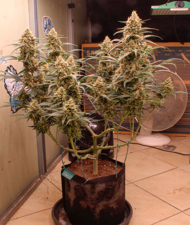 Появление молочных трихом у марихуаны Куст конопли ростом 108 см