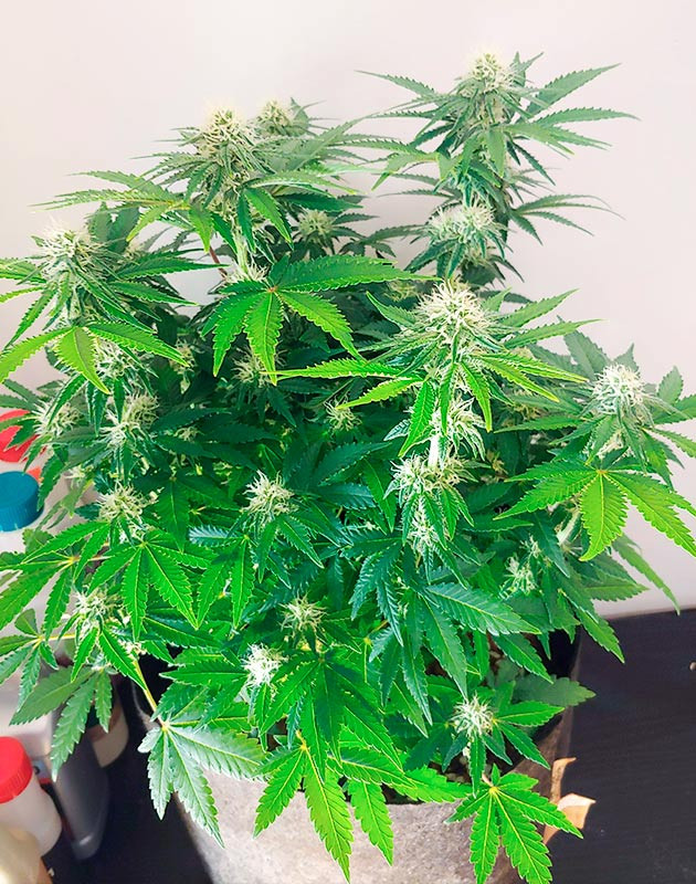 Четвертая неделя цветения Бутоны с белыми стигмами