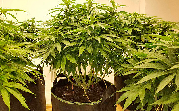 Как проходит цветение марихуаны сорта Amherst Sour Diesel Amherst Sour Diesel начало цветения