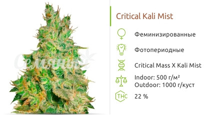 Сорт марихуаны Critical Kali Mist Critical Kali Mist от Delicious Seeds