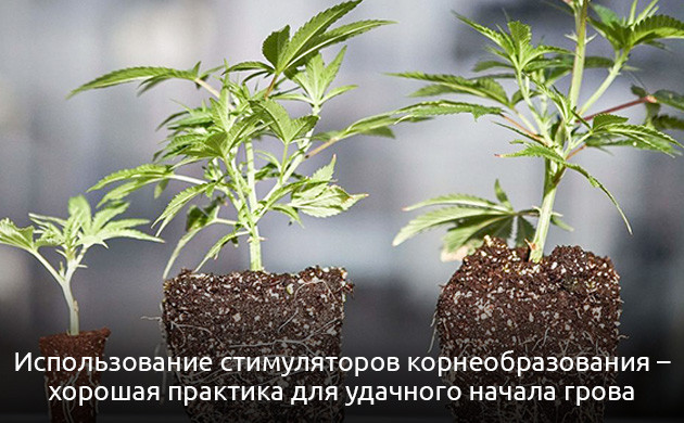 Стимуляторы роста конопли Минеральные и органические стимуляторы
