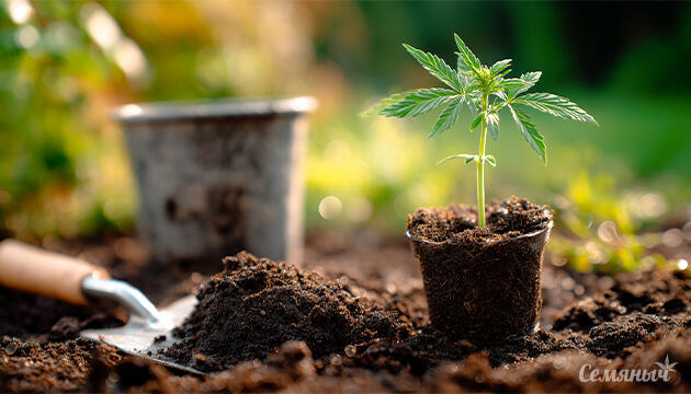 Как подготовить саженцы конопли к высадке в открытый грунт: секреты легкой адаптации Подготовка саженцев марихуаны для посадки в открытый грунт