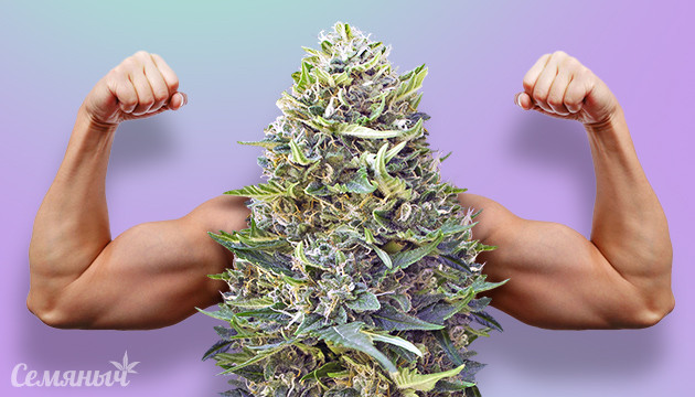 Протеин из конопли Конопля и мышцы