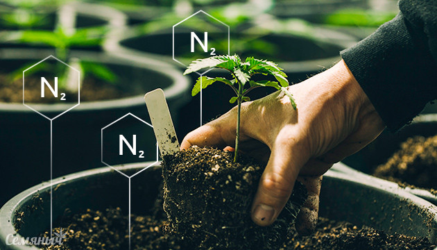 Дефицит азота у марихуаны Недостаток азота у конопли и его последствия