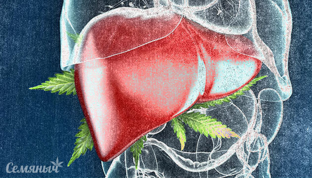 Как конопля действует на печень Влияние конопли на печень