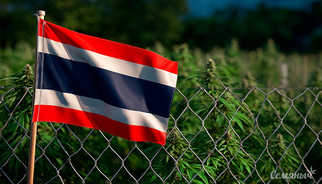 Турбизнес поддержал запрет конопли в Таиланде Таиланд сворачивает рынок рекреационной конопли