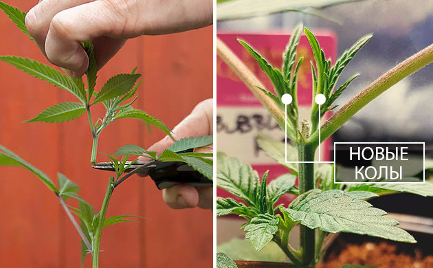 Топпинг конопли Обрезка верхушки куста