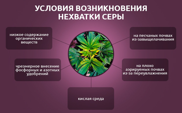 Как избежать нехватки серы у марихуаны Как избежать недостатка серы у конопли