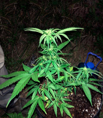 Выращивание Pineapple Express auto в аутдоре 7 недельный куст Pineapple Express Auto в горшке