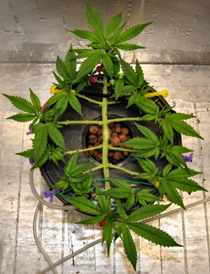 Стадия цветения на 8 неделе 1 неделя цветения Gorilla Glue Auto