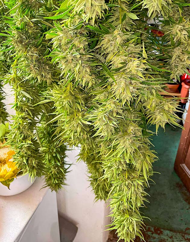 Харвест и сушка соцветий Bruce Banner #3 Сбор урожая Bruce Banner #3