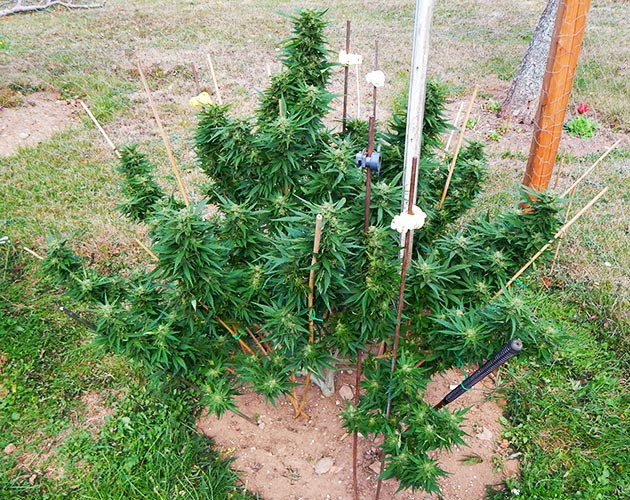 Цветение конопли на 21 неделе роста Здоровый зеленый куст каннабиса