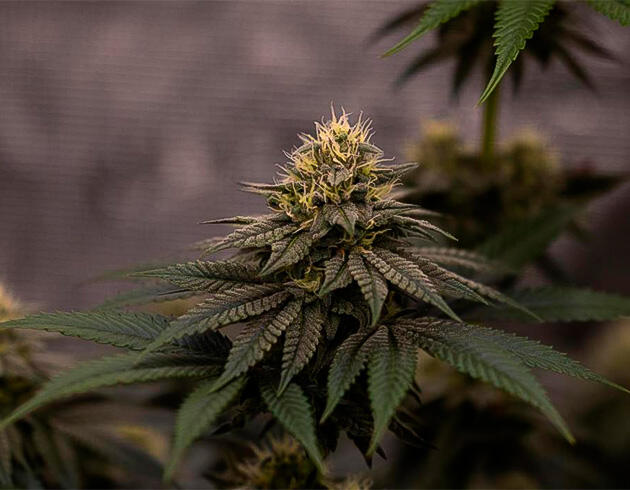 Середина цветения и высокая динамика развития Конопля на 11 неделе роста