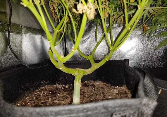 Харвест LSD Ствол LSD