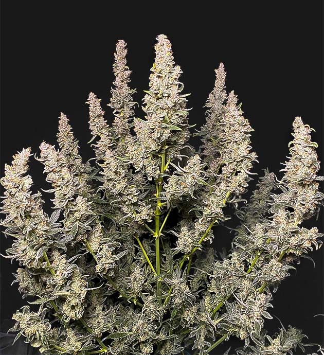 Сбор урожая на 12 неделе выращивания Куст конопли перед харвестом