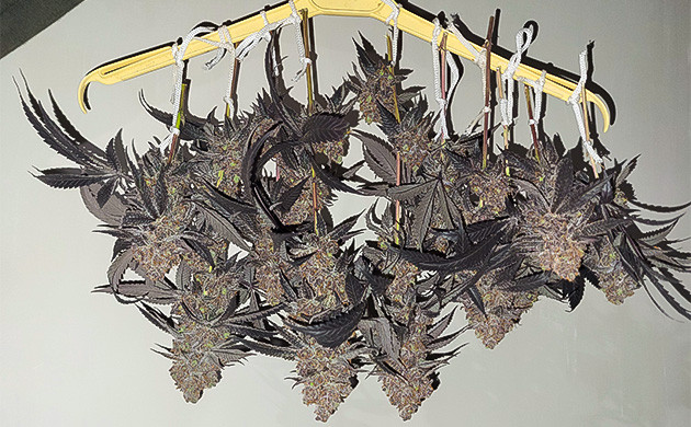 Подготовка конопли к харвесту Срезанные соцветия сорта Permanent Marker