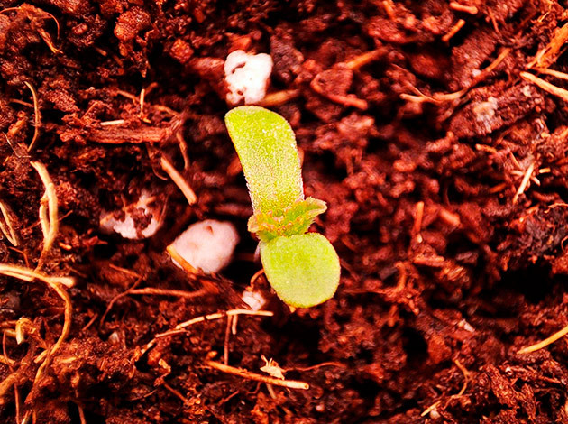 Sensi Star после проращивания Росток Sensi Star