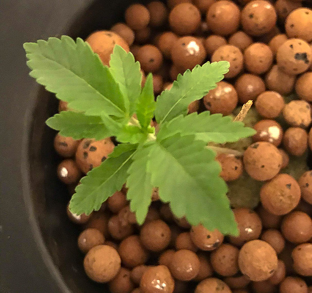 Bruce Banner дневник по выращиванию Проращивание семечки Bruce Banner в минвате