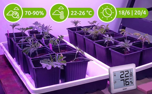 Показатели микроклимата для клонов Влажность, температура и режим освещения для клонов