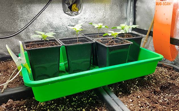 Проблемы с грибными комариками на второй неделе Ростки с двумя парами листьев