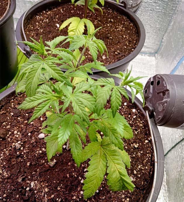 Полив конопли обычной водой Влияние конопли на стресс