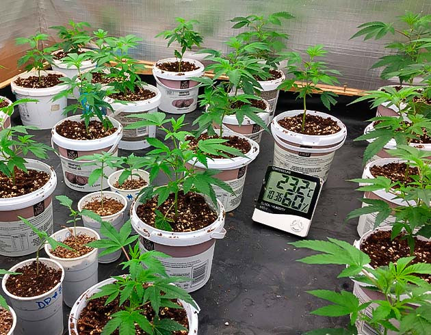 Температура и влажность в боксе Развитие Godzilla Glue #4 с микоризой