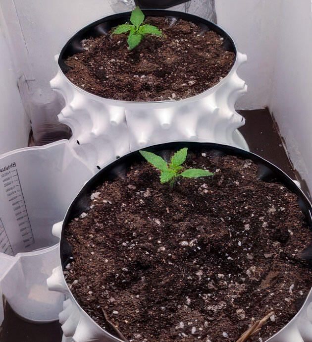 2 неделя выращивания марихуаны Ростки сорта Kali Mist Auto