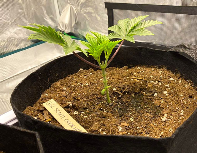 Применение техники Мейн лининг на четвертой неделе выращивания Рост куста конопли на четвертой неделе выращивания