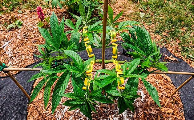 Ожидание теплой погоды Куст Gorilla Cookies FF от FastBuds на стадии вегетации