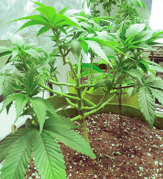 Стимуляция цветения куста Pineapple Chunk перевод на цветение куста Pineapple Chunk