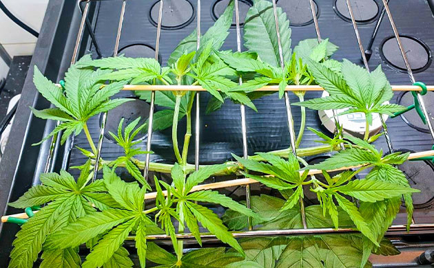 Закрепление побегов над металлической сеткой