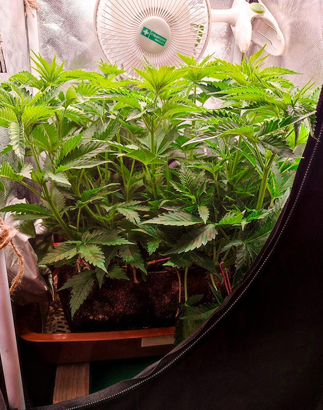 Нехватка кальция у Sensi Star Дефицит кальция у куста Sensi Star